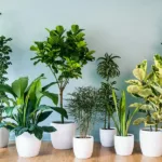 7 Indoor Plants you Need to Take Inside Your Condo