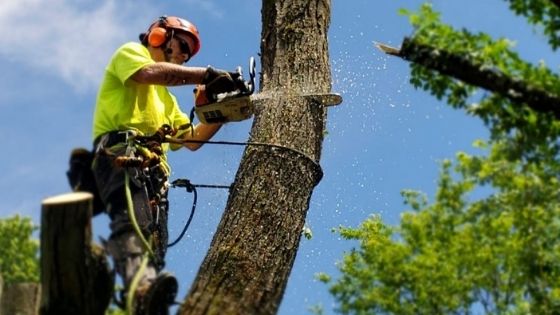 What Are The Reasons for Urgent Tree Removal From Your Yard?
