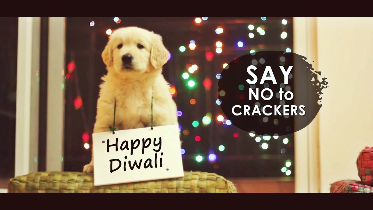 Celebrate A Pet-Friendly Diwali This Year With Your Family