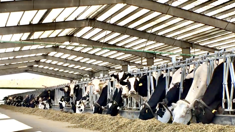 6 Things You Need to Know Before Starting Your Dairy Farm