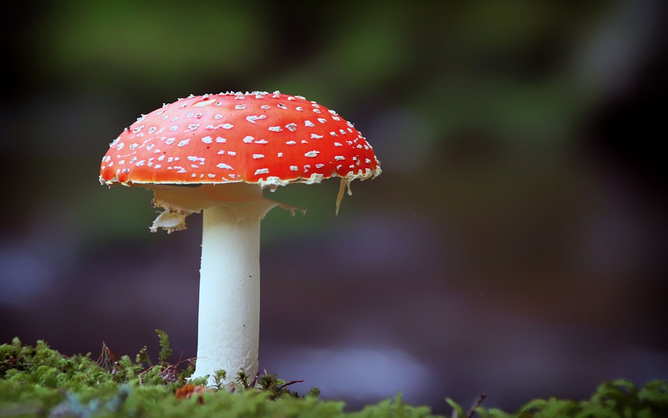 Learn About The Many Forms Of Psilocybin Magic Mushrooms