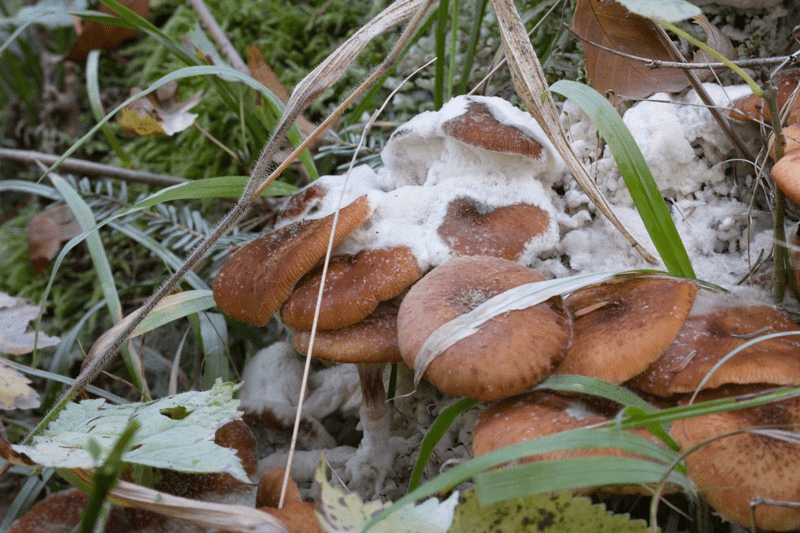 How to Identify Tree Fungus and Treat them?