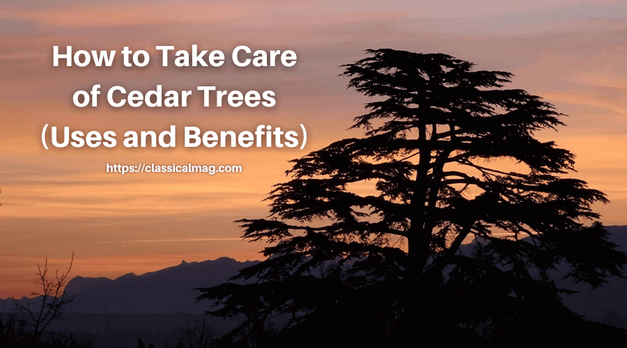 How to Take Care of Cedar Trees