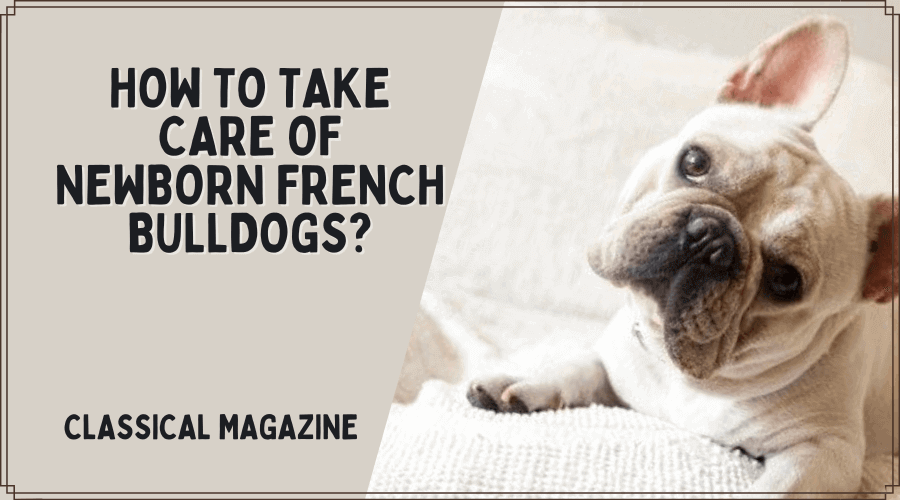 How to Take Care of Newborn French Bulldogs?