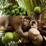 What Animals Eat Coconuts?