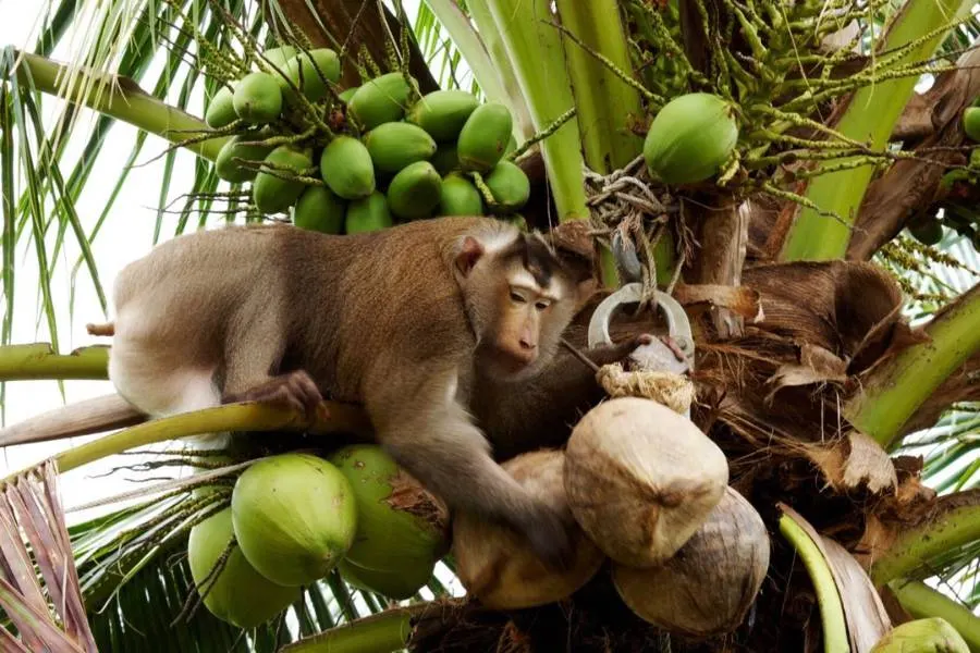 What Animals Eat Coconuts?